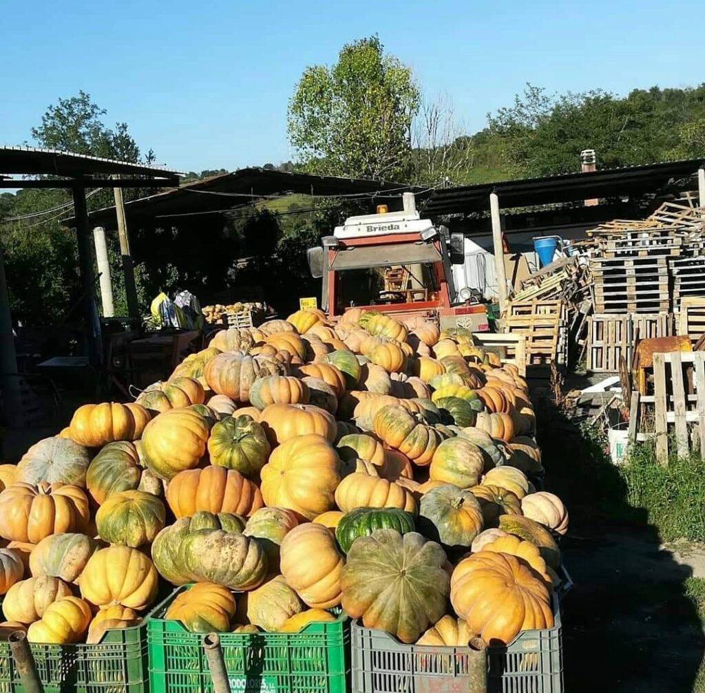 Produttore locale di frutta e verdura biologica con servizio di consegna Roma